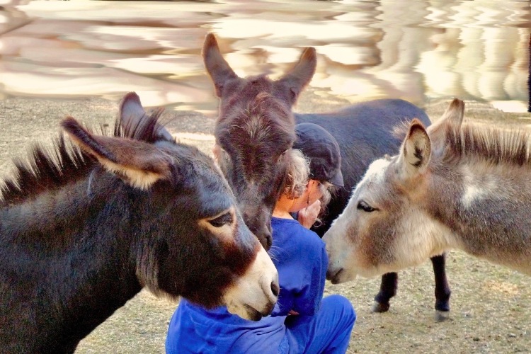 donkeys, miniature donkeys, Cynthia Minden, donkey wellness